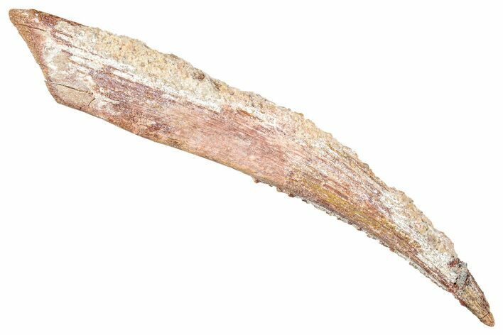 Fossil Shark (Hybodus) Dorsal Spine - Kem Kem Beds, Morocco #277681